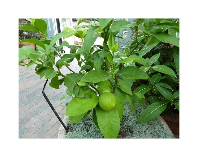 Bergamot Orange