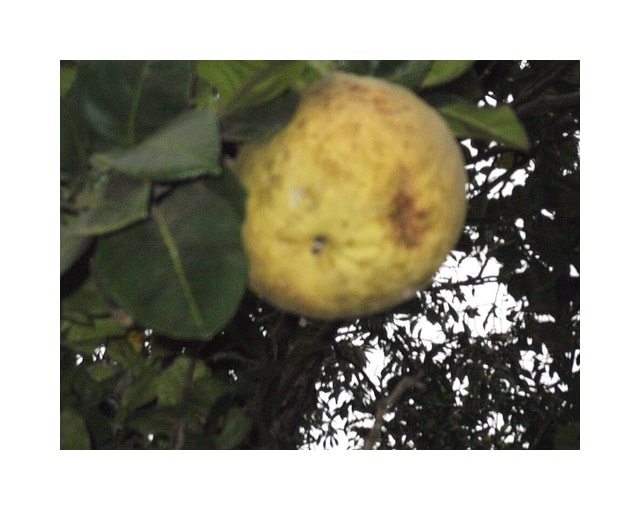 Pomelo