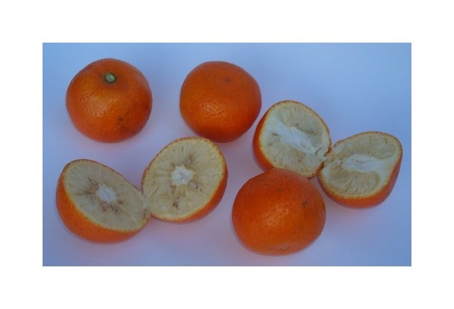Calamondin