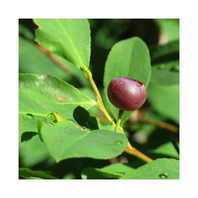 Huckleberry