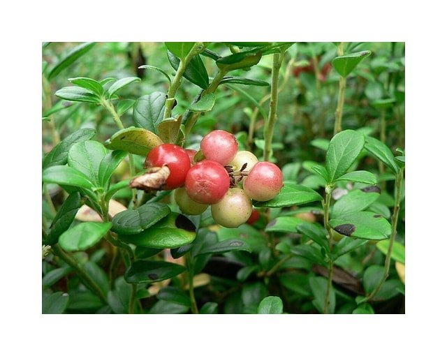Lingonberry