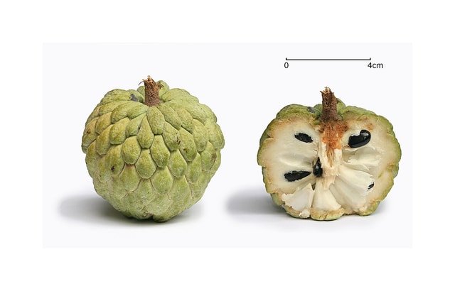 Sugar Apple