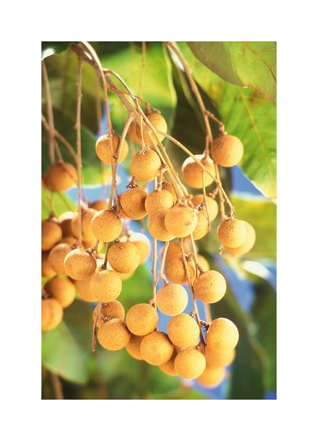 Longan