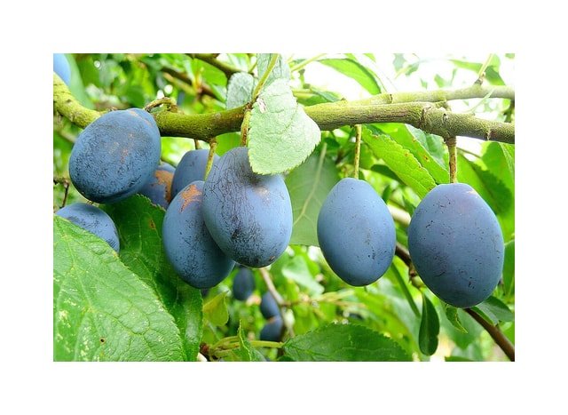 Italian Plum