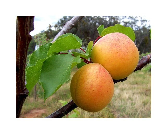 Moorpark Apricot