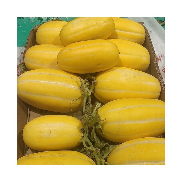Honeydew Melon