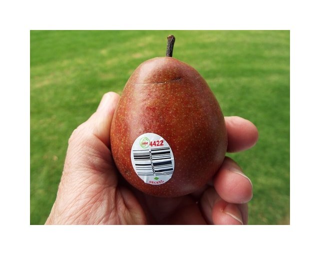 Seckel Pear