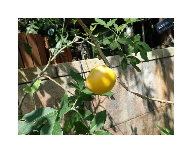 White Sapote